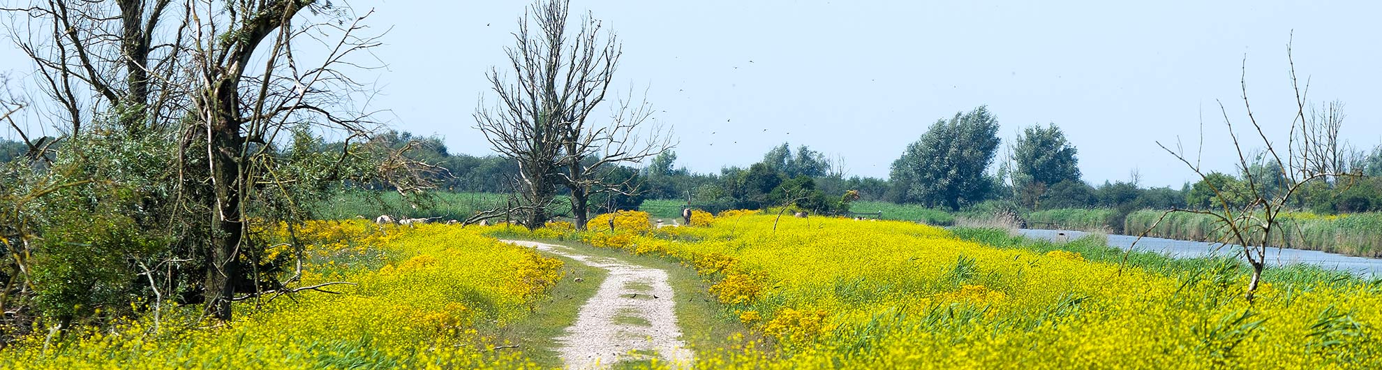 Oostvaardersplassen